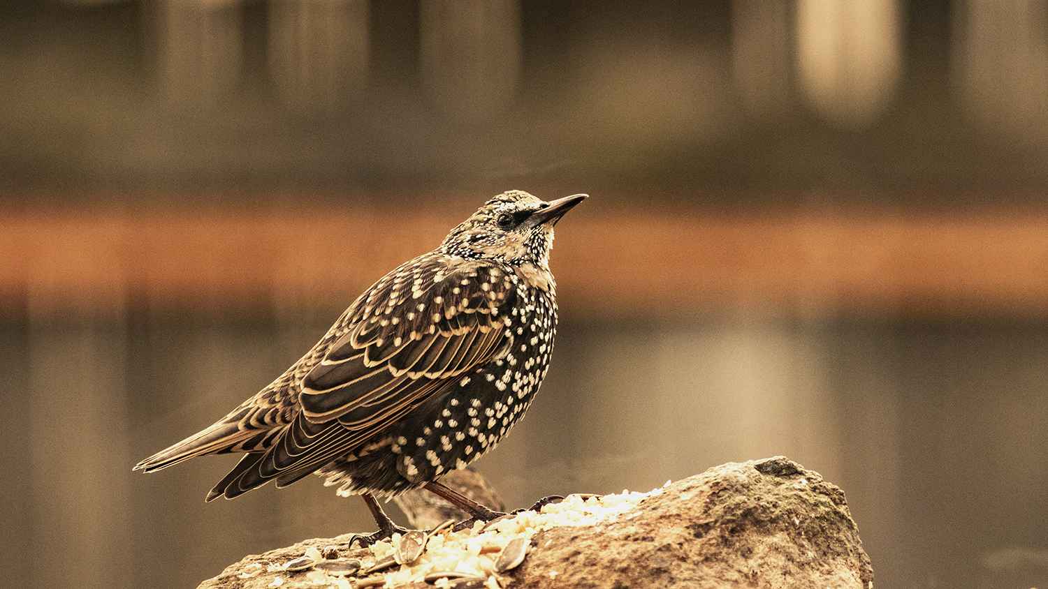 European Starling